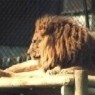 Mac Lion has not been entirely free of problems in its early stage